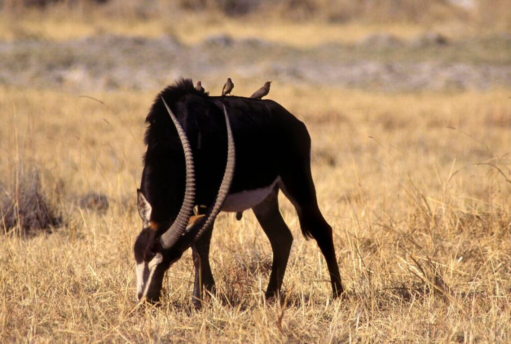 A SABLE ANTELOPE (Hippotragus Niger) one of the rarer & more beautiful antelope species in AFRICA - OKAVANGO DELTA, BOTSWANA