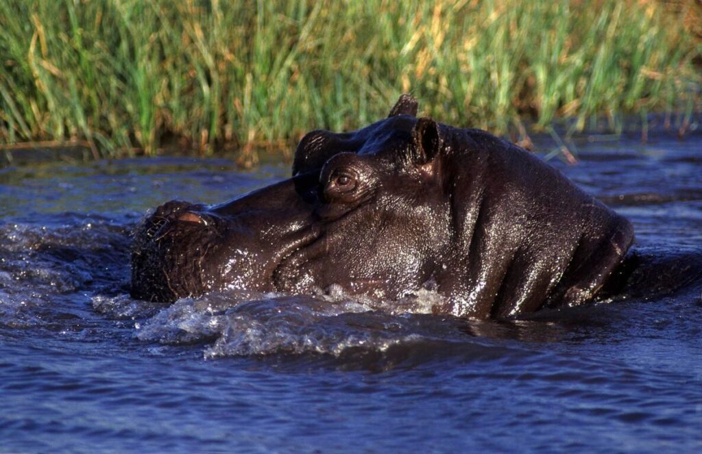 HIPPOS (Hippopatamus Amphibius) are very territorial & spend most of the day in the water - MOREMI GAME RESERVE, BOTSWANA