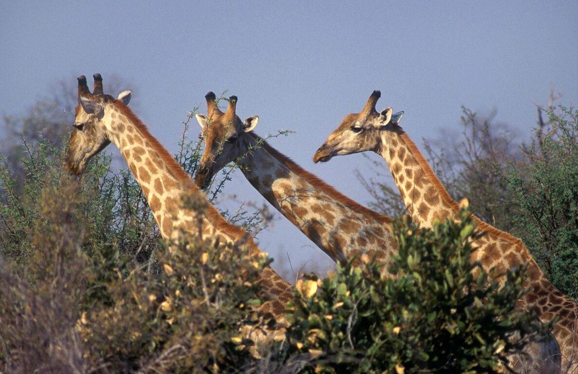 The SOUTHERN GIRAFFE (Giraffa Camelopardalis) has lighter spots than its northern relative - SAVUTI MARSH, BOTSWANA