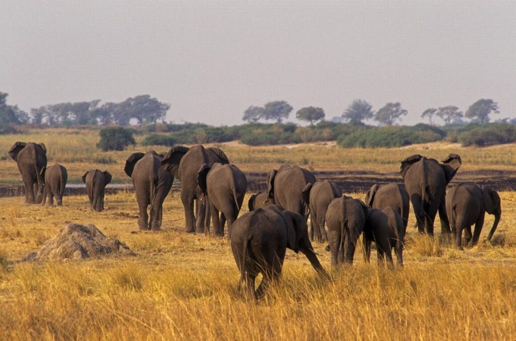 AFRICAN ELEPHANTS (Loxodaonta Africana) are social animals & have a MATRIARCHAL society - CHOBE NATIONAL PARK, BOTSWANA