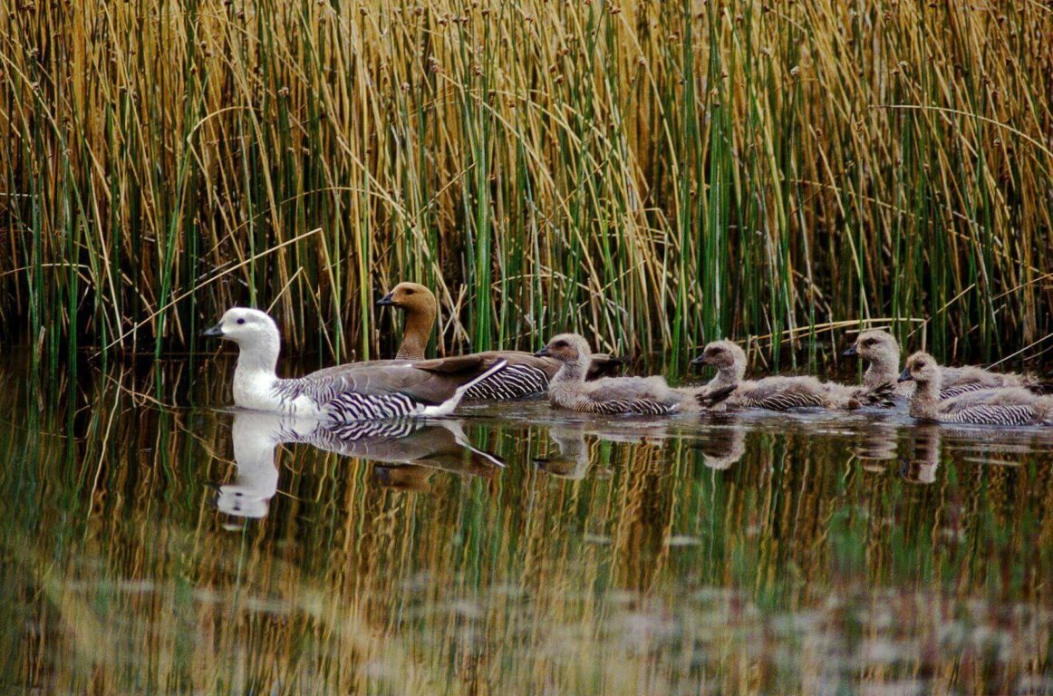 UPLAND GEESE or CAUQUEN (Choephaga poliocephala) with chicks in the WETLANDS of Torres del Paine NP - PATAGONIA, CHILE