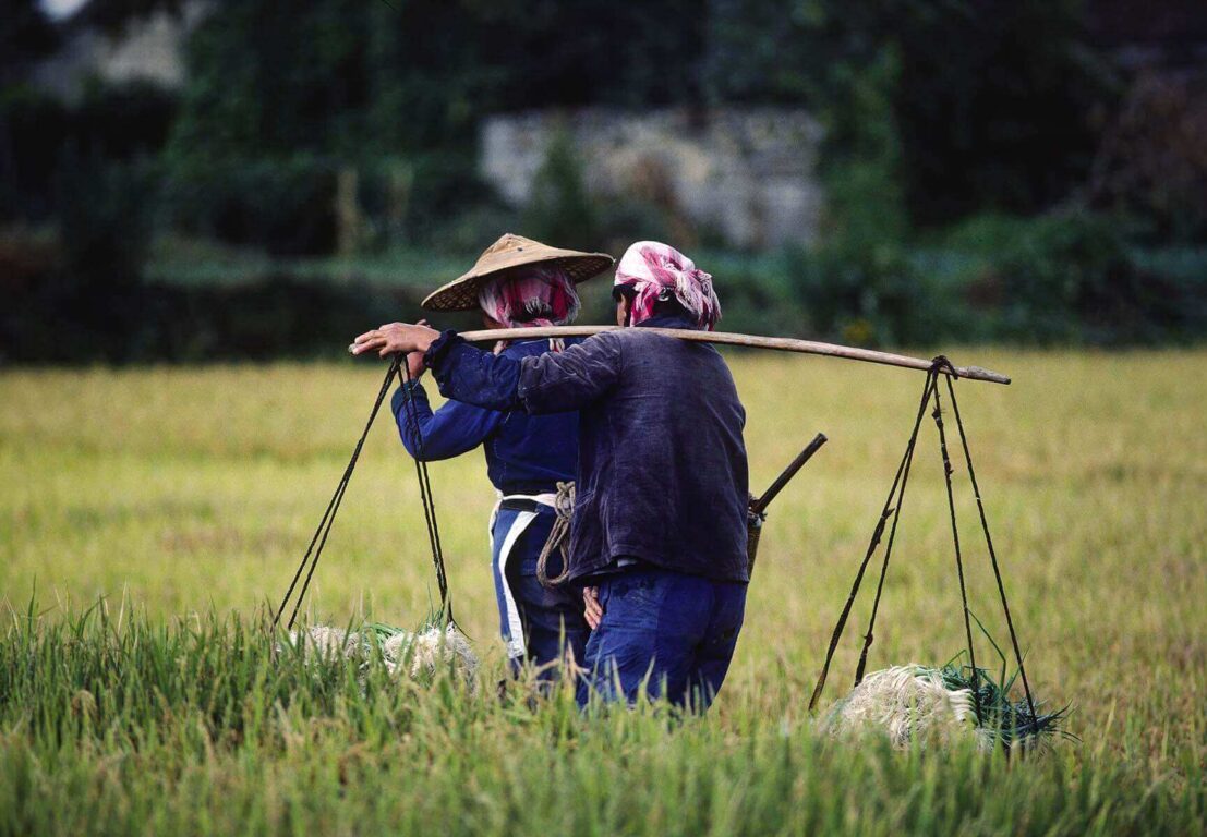 CHINESE PEASANT WOMEN work in the RICE FIELDS near the rural farming town of DALI - YUNNAN, CHINA