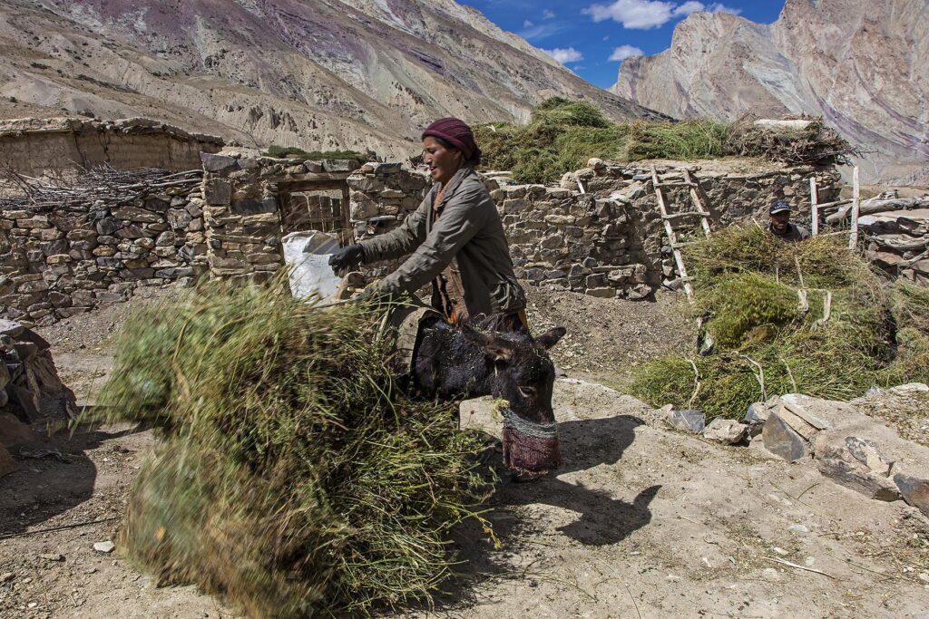 A woman uses her donkey to haul fodder in NYERAK VILLAGE located in the ZANSKAR RIVER GORGE - ZANSKAR, LADAKH, INDIA