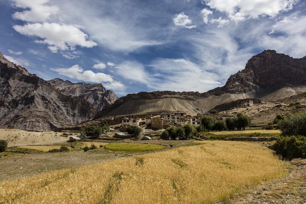 Agricultural fields surrounds NYERAK VILLAGE in the ZANSKAR RIVER GORGE - ZANSKAR, LADAKH, INDIA