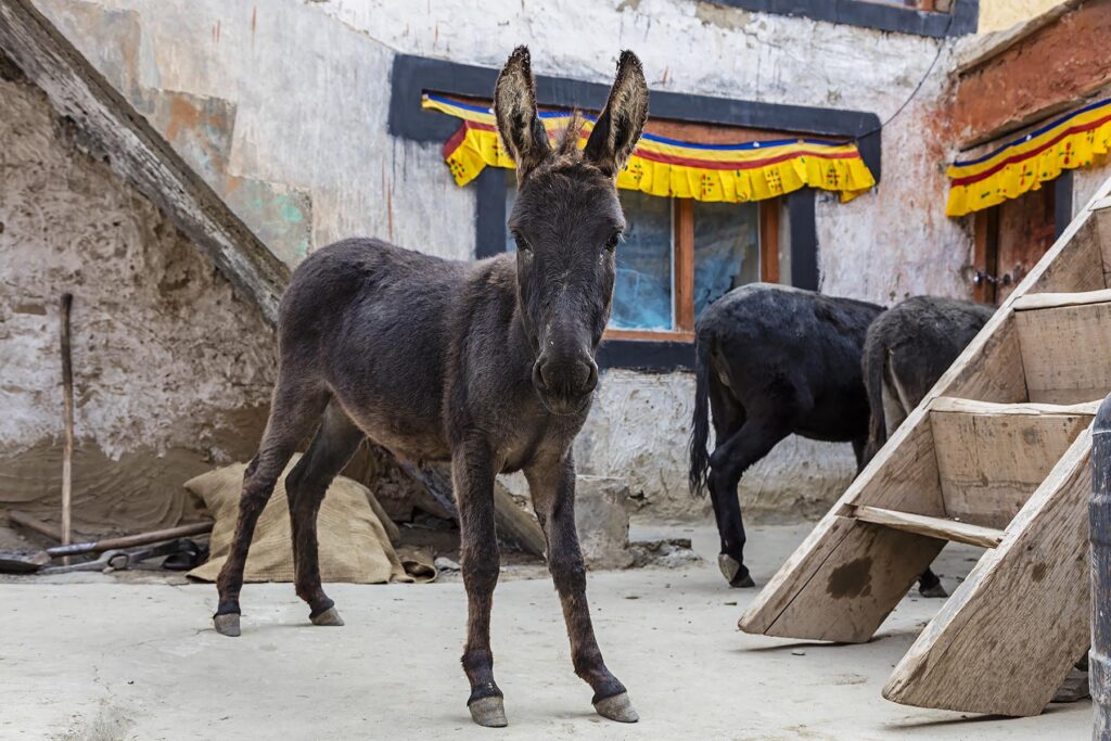 DONKEYS in the courtyard of the RANGDUM MONASTERY - ZANSKAR, LADAKH, INDIA