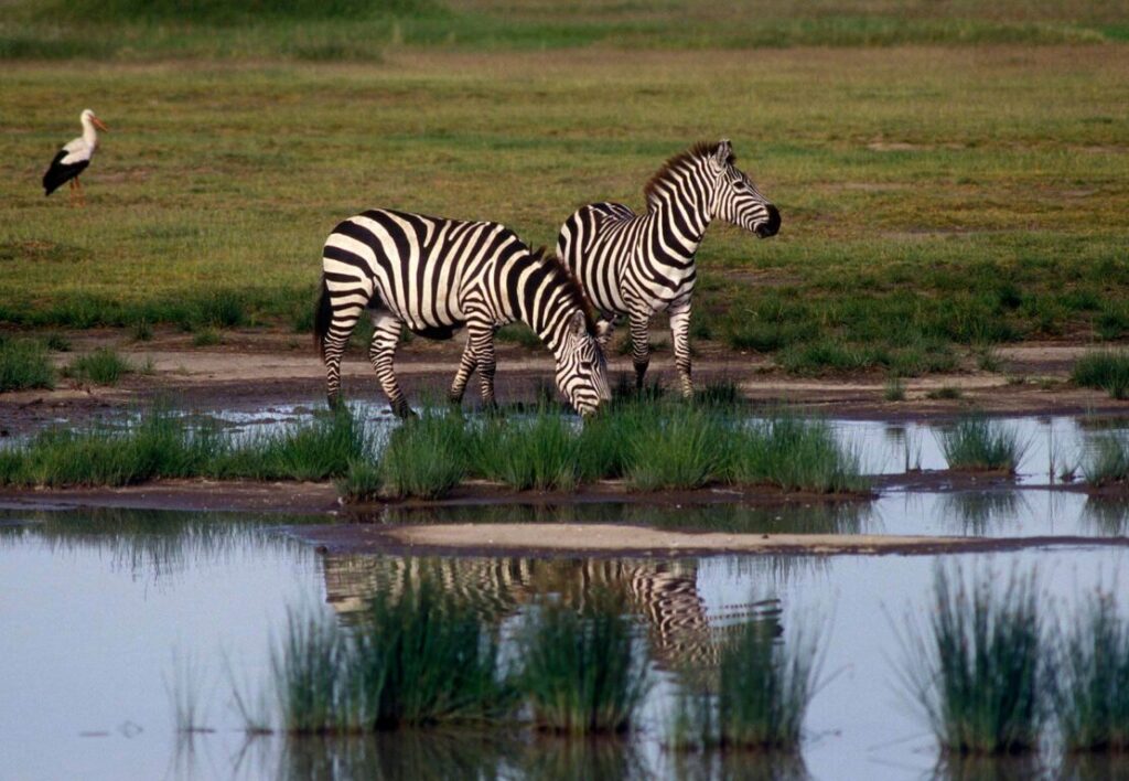 Two BURCHELL'S ZEBRAS (equus Burchelli) is reflected in a pool of rain water - SERENGETI NATIONAL PARK
