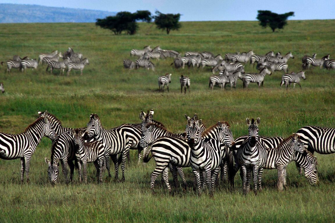 ZEBRA'S migrate on the short grass plain - SERENGETI PLAINS, TANZANIA