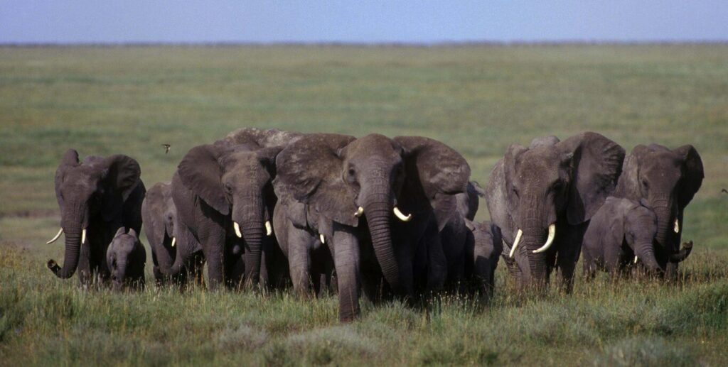A herd of ELEPHANTS (Loxodonta Africana) crosses the SERENGETI SHORT GRASS PLAINS - TANZANIA