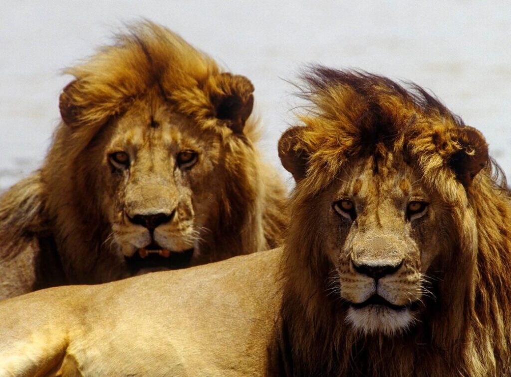 These full grown LION brothers (Pantera Leo) can easily defend their pride - SERENGETI PLAINS, TANZANIA