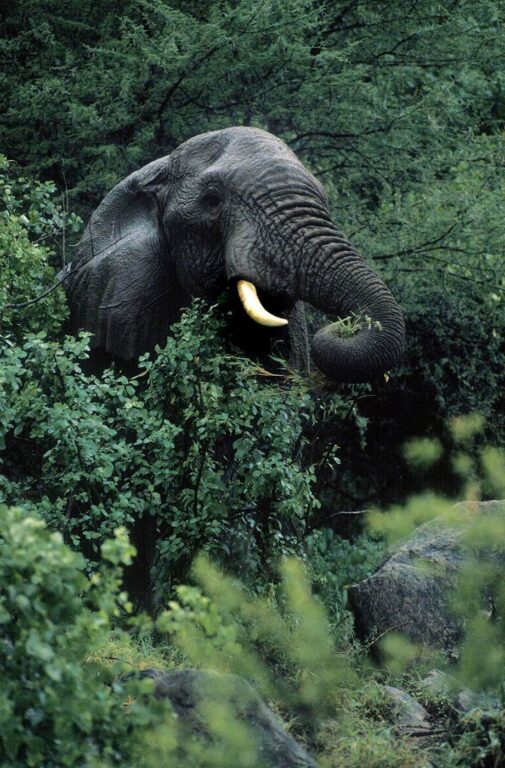 An old bull ELEPHANT (Loxodanta Africana) can live to be 70 years old and weigh as much as 13,200 Lb - LAKE MANYARA NATIONAL PARK, TANZANIA