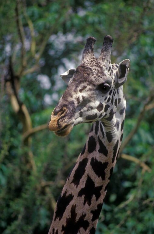A MASSAI GIRAFFE (Giraffa Camelopardalis) can reach a height of 18 feet - LAKE MANYARA NP, TANZANIA