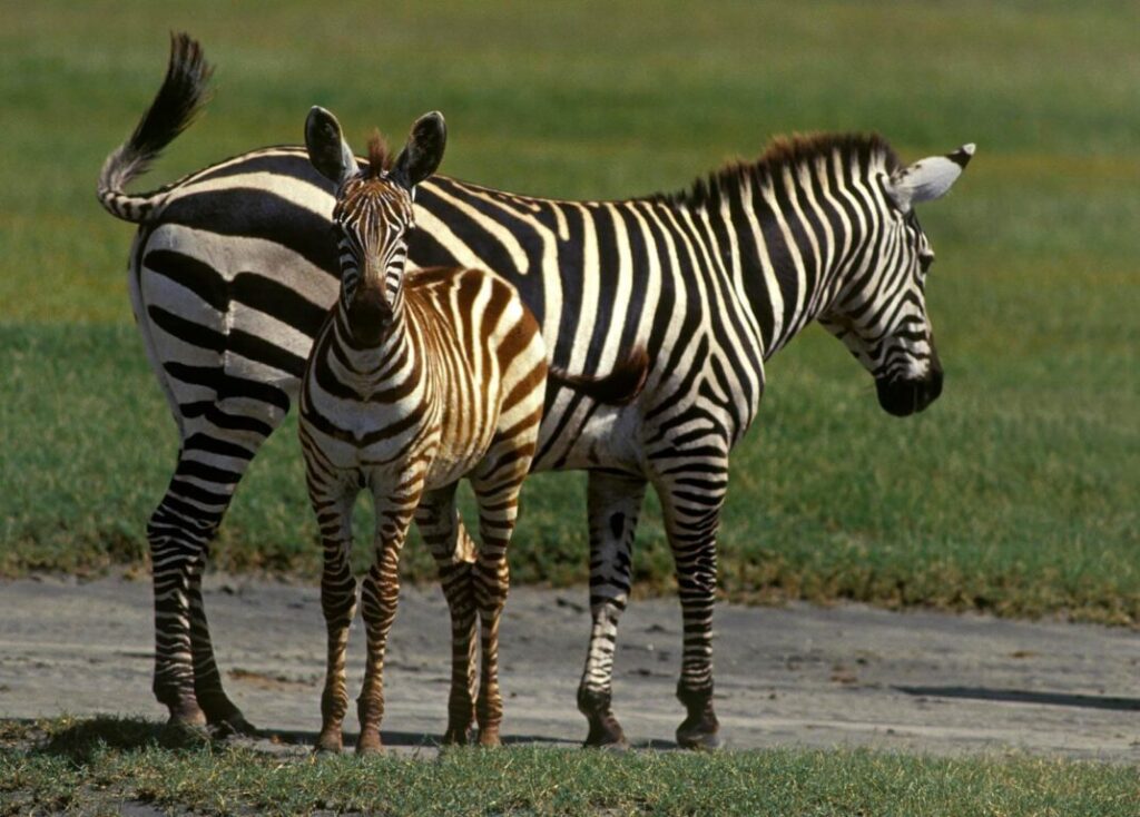 A BURCHELL'S ZEBRA with her colt - NGORONGORO CRATER, TANZANIA