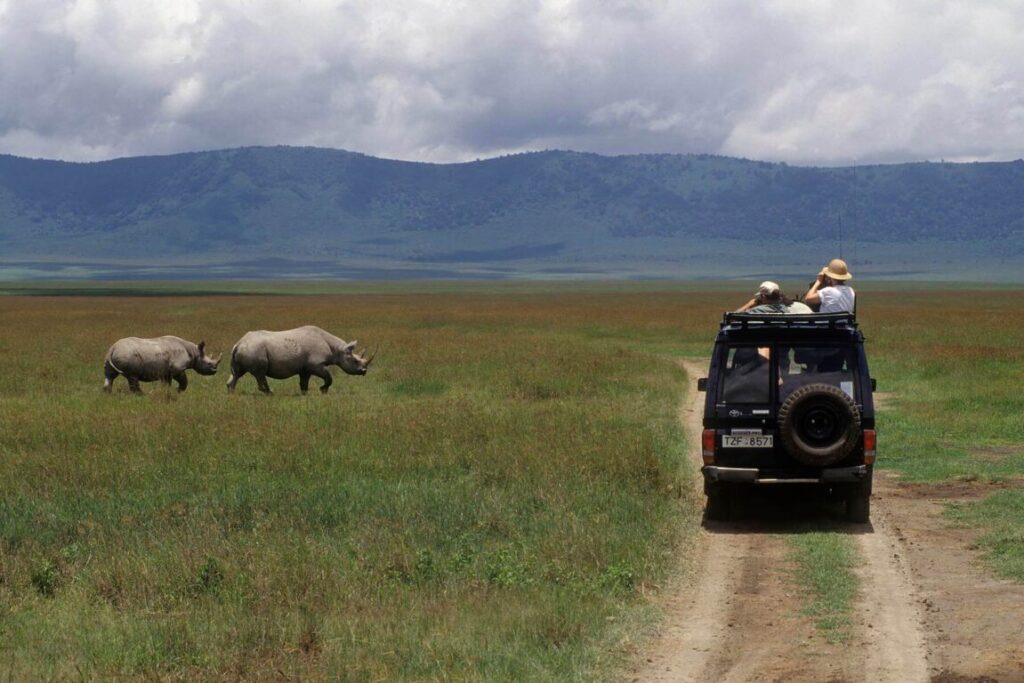 NGORONGORO CRATER offers visitors a rare opportunity to view the endangered BLACK RHINO (Diceros Bicornis)- TANZAANIA
