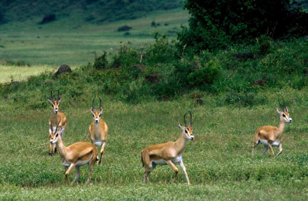A startled herd of THOMSON'S GAZELLE (Gazella thomsonii) leap across the savanna - NGORONGORO CRATER, TANZANIA