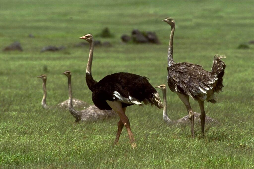 A male OSTRICH (Struthio Camelus) with his flock of grey colored females - NGORONGORO CRATER