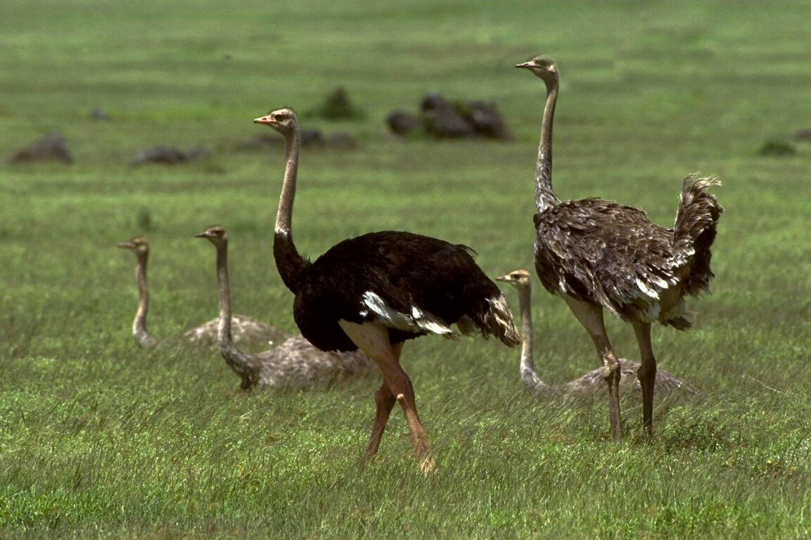 A male OSTRICH (Struthio Camelus) with his flock of grey colored females - NGORONGORO CRATER CONSERVATION AREA, TANZANIA