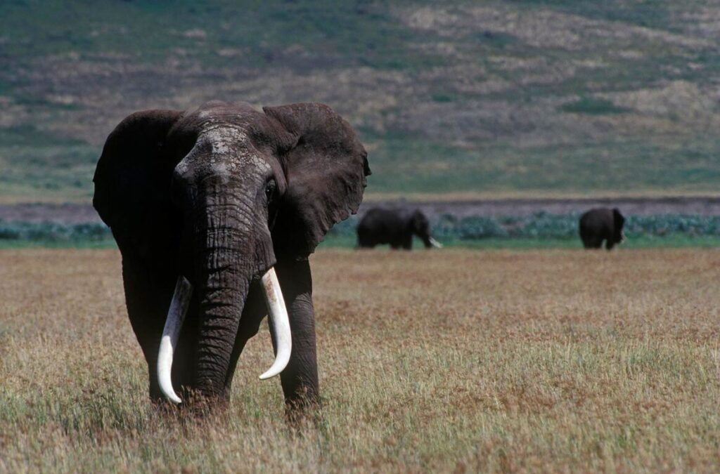 The TUSKS of this magnificent bull ELEPHANT (Loxodonta Africana) weigh 250 LB's apiece - NGORONGORO CRATER, TANZANIA