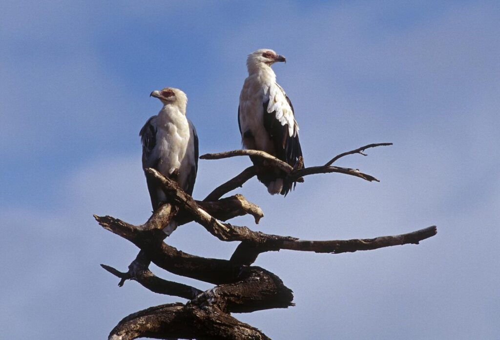 A pair of PALM VULTURES roost on a dead tree - LAKE MANYARA NATIONAL PARK, TANZANIA