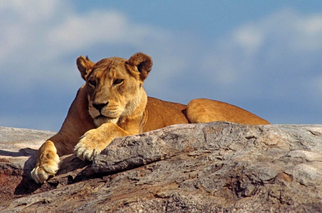 A LIONESS surveys her kingdom atop a KOPJE (rock outcrop) - SERENGETI PLAINS, TANZANIA