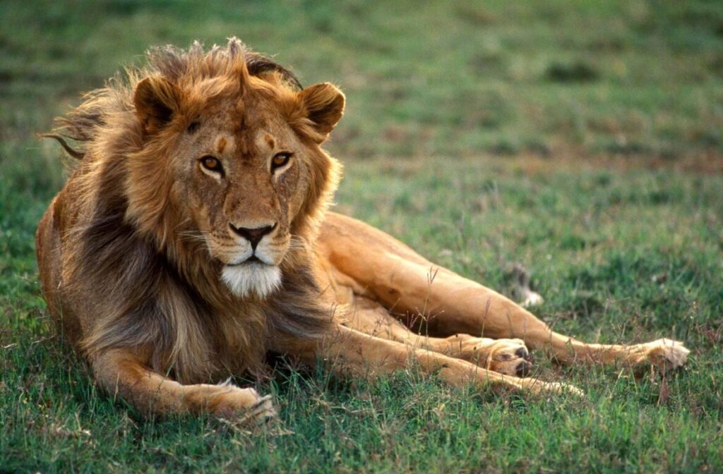 A male LION (Panthera Leo) can weigh up to 500 pounds & is the dominant predator of AFRICA - SERENGETI NATIONAL PARK, TANZANIA