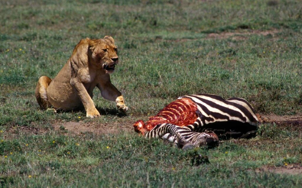 A LIONESS (Panther Leo) gaurds her kill against scavengers - SERENGETI NATIONAL PARK, TANZANIA