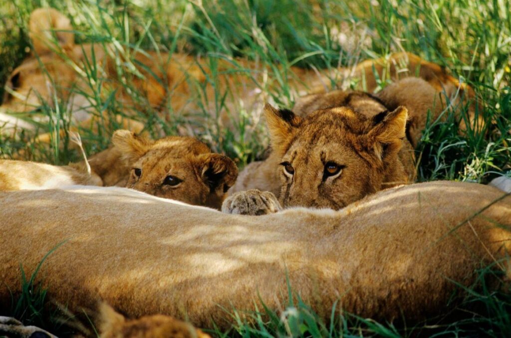 Two LION CUBS (Panthera Leo) rest on their mother - NORTHERN SERENGETI PLAINS, TANZANIA