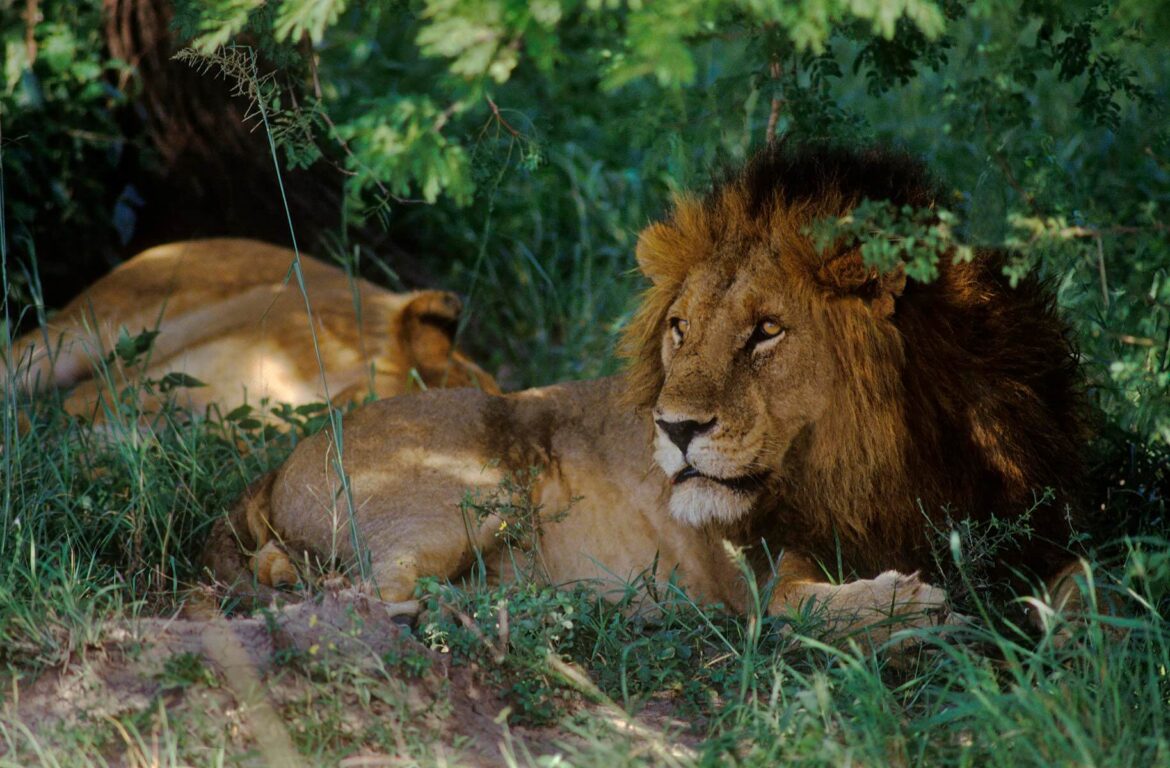 A male LION (Panthera Leo) rests in the shade with his pride - NORTHERN SERENGETI PLAINS, TANZANIA