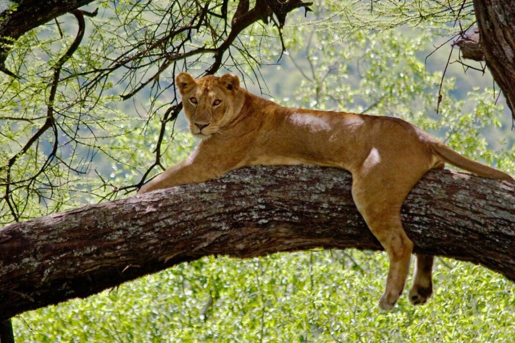 A female LION (Panthera leo) in a tree - LAKE MANYARA NATIONAL PARK, TANZANIA