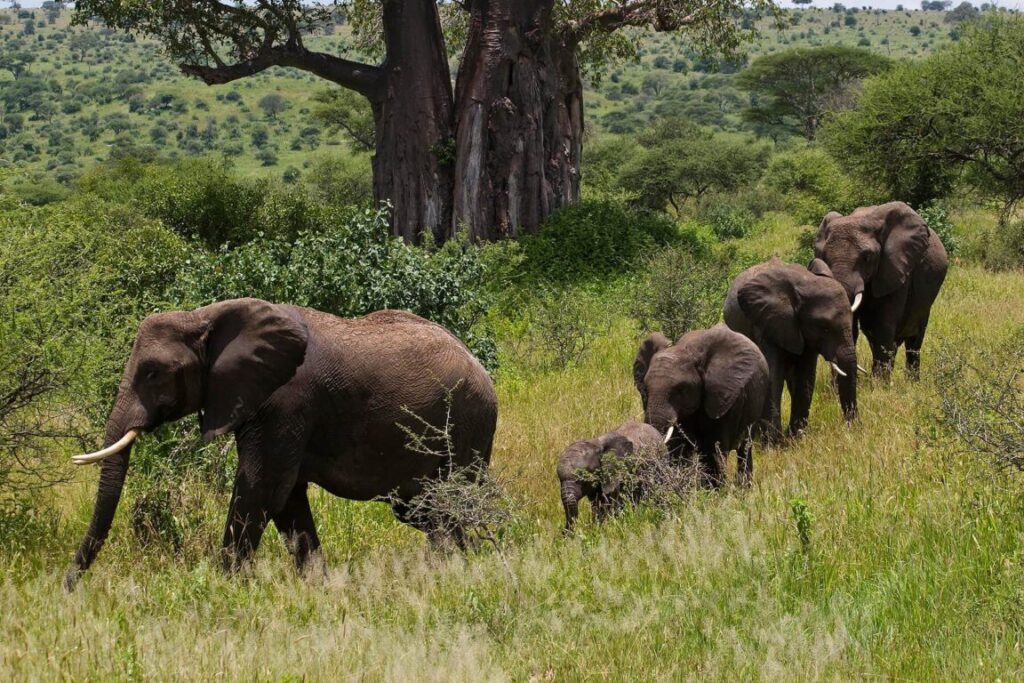 A herd of ELEPHANTS (Loxodonta africana) on the move - TARANGIRE NATIONAL PARK, TANZANIA