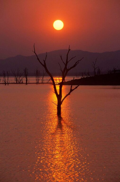 Sunset at LAKE KARIBA silhouettes trees which were flooded over 40 years ago - ZIMBABWE