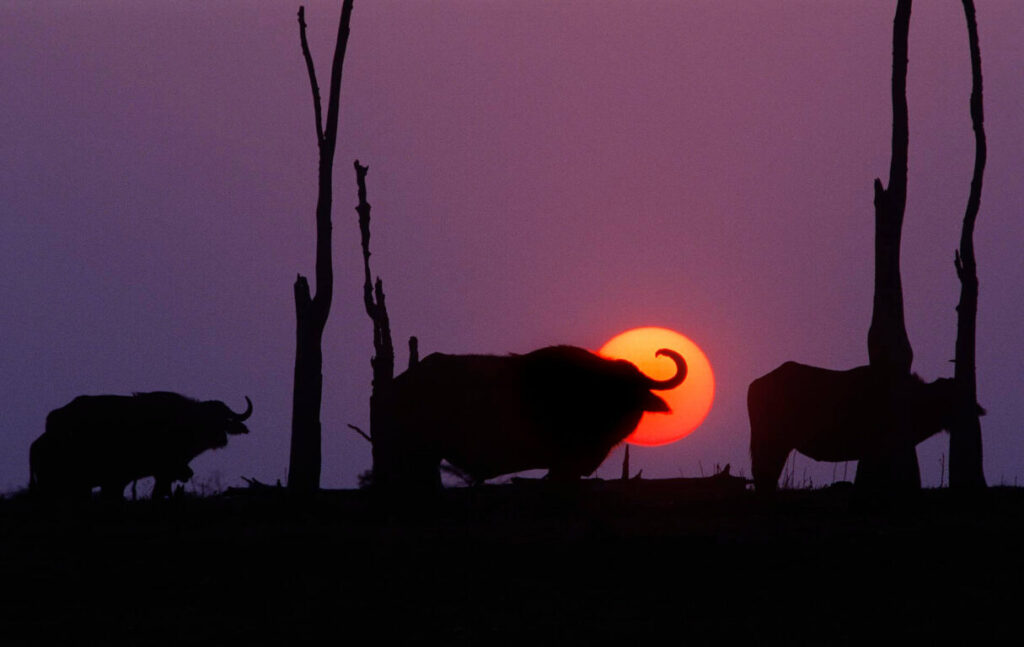 Sunset behind CAPE BUFFALOS (Syncerus Caffer) one of Africa's most dangerous animals - LAKE KARIBA, ZIMBABWE