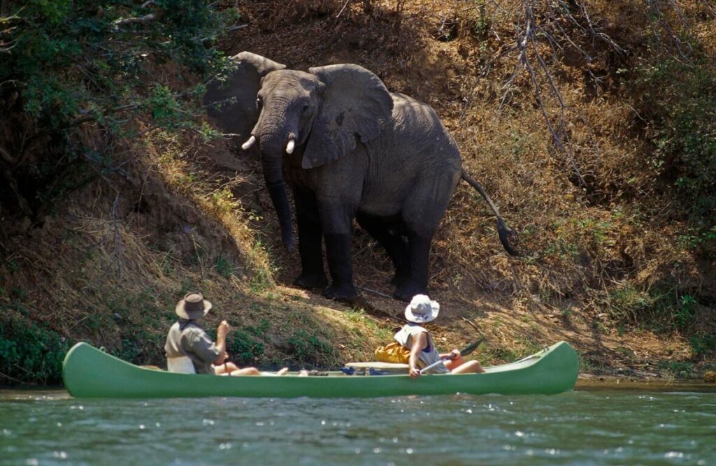 A close encounter with an AFRICAN ELEPHANT increases the heart rate of the bravest ZAMBEZI CANOE enthusiast, ZIMBABWE