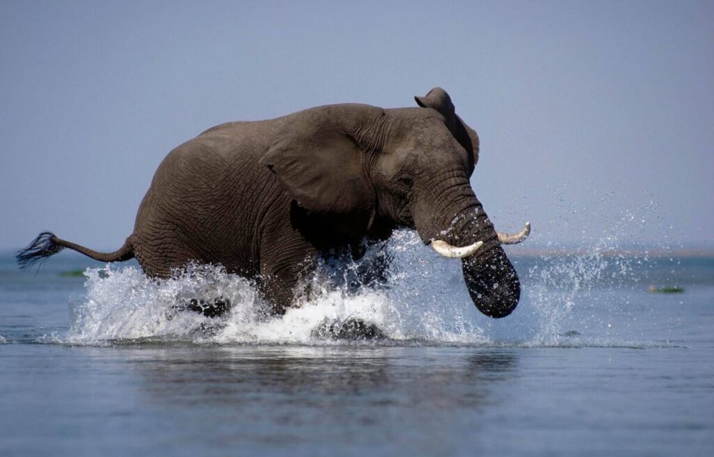 An AFRICAN ELEPHANT MOCK CHARGES as my conoe gets to close for comfort on the ZAMBEZI RIVER - ZIMBABWE