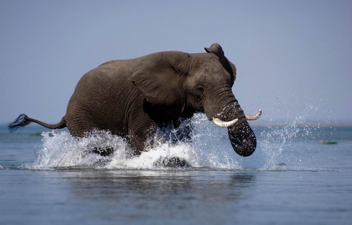 A ELEPHANT makes a mock charge on the ZAMBEZI RIVER - ZIMBABWE