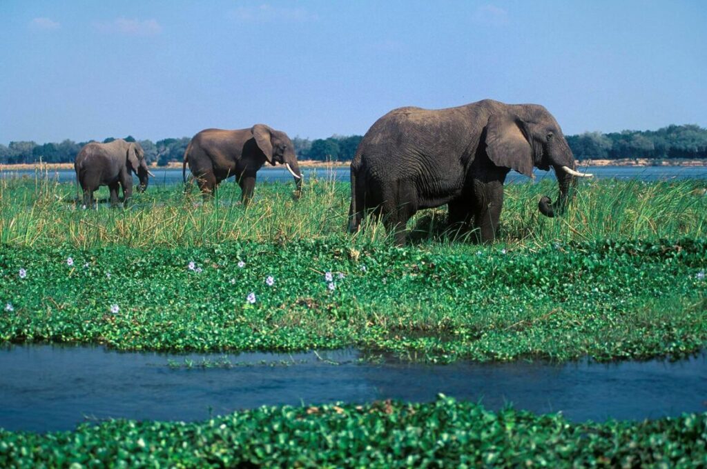 AFRICAN ELEPHANTS (Loxodanta Africana) forage in the shallows of the ZAMBEZI RIVER - ZIMBABWE