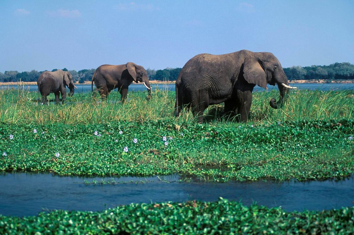 ELEPHANTS graze on the succulent grasses along the ZAMBEZI RIVER - ZIMBABWE