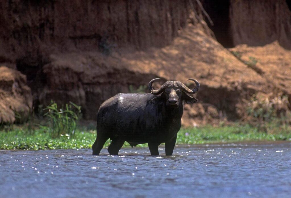 A CAPE BUFFALO in the shallows waters of a side channel of the ZAMBEZI RIVER - ZIMBABWE