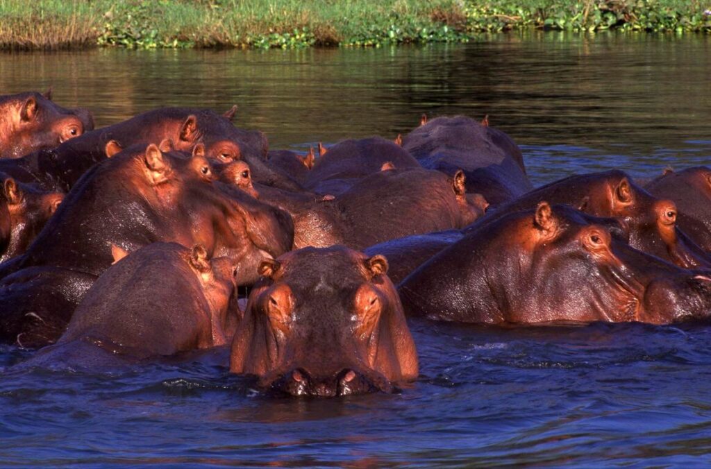 A large pod of HIPPOPOTAMUS (Hippopotamus Amphibius) in the ZAMBEZI RIVER - ZAMBIA