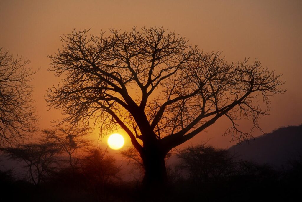 The sunset silhouettes a BAOBAB TREE - ZAMBIA