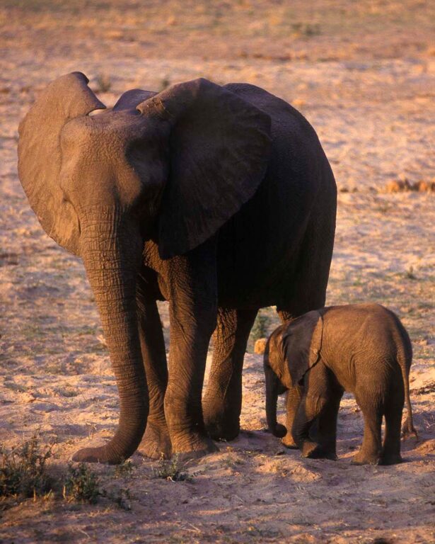 Baby ELEPHANTS are born weighing 265 pounds and are well nurtured by their mothers - MATUSADONA NATIONAL PARK, ZIMBABWE