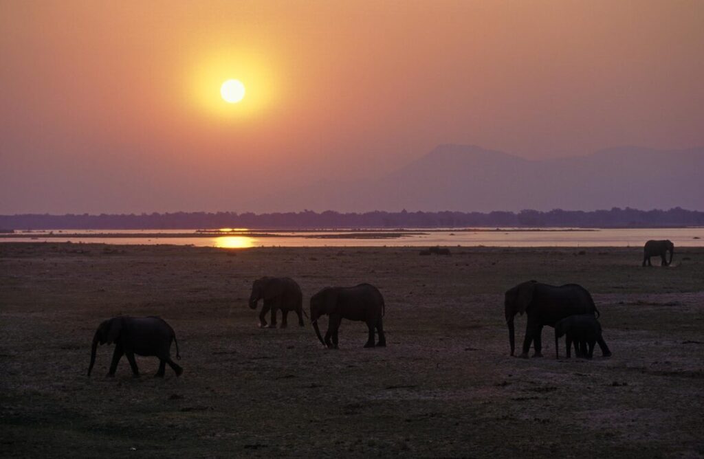 AFRICAN ELEPHANTS are matriarchal society with the bulls living separately - MATUSADONA NATIONAL PARK, ZIMBABWE