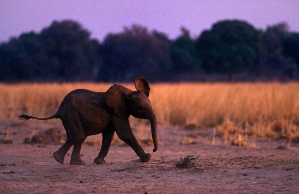 A baby ELEPHANT runs for the protection of its mother - MATUSADONA NATIONAL PARK
