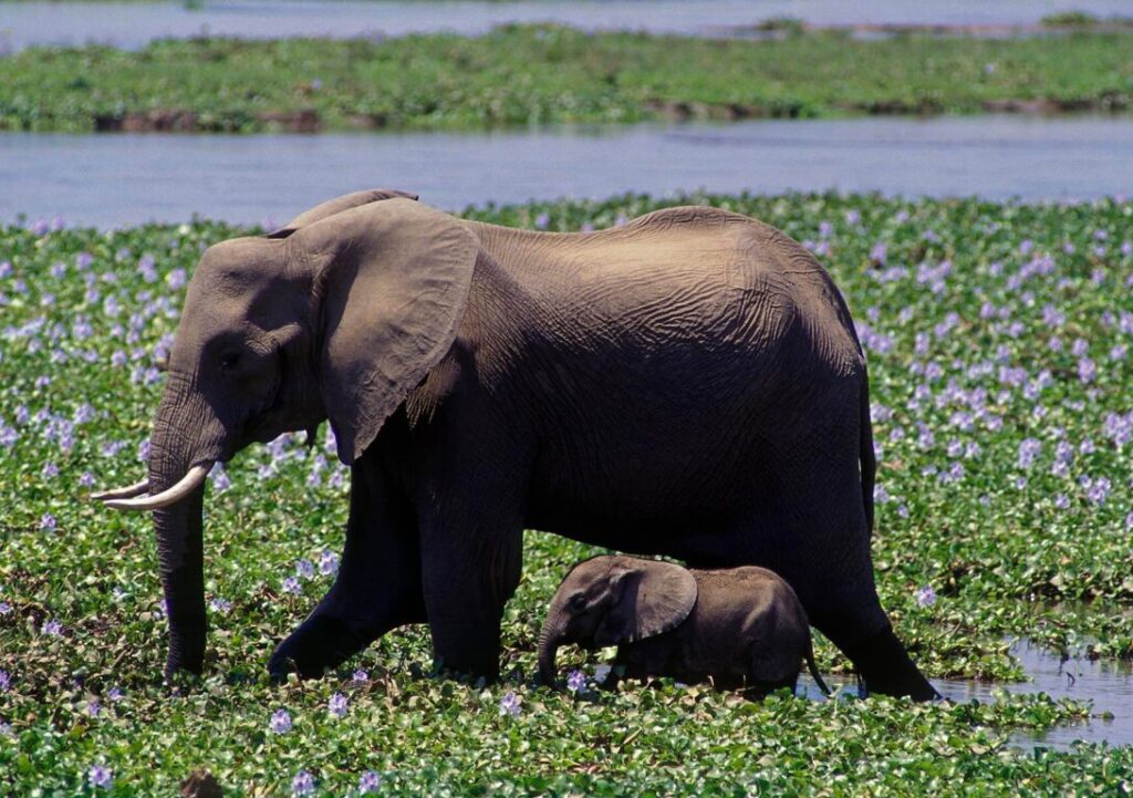 AFRICAN ELEPHANTS are fantastic mothers & often the daughters in moms herd for life - MATUSADONA NATIONAL PARK, ZIMBABWE