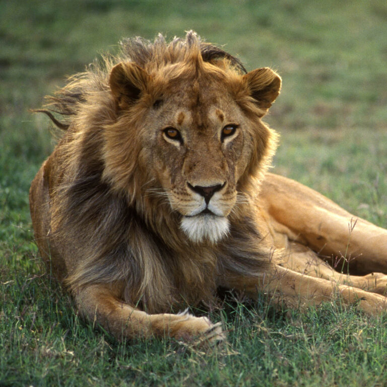 A male LION (Panthera Leo) can weigh up to 500 pounds &a is the dominant predator of AFRICA - SERENGETI NATIONAL PARK, TANZANIA