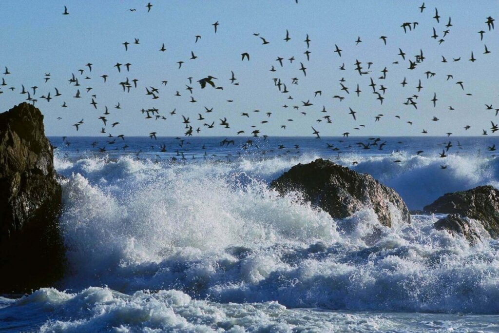 SEAGULLS and a BROWN PELICAN fly above the waves - BIG SUR COAST, CALIFORNIA