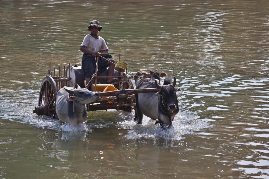 An OX CART is used for transportation at INDEIN - INLE LAKE, MYANMAR