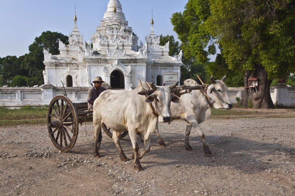 OX CART and BUDDHIST SHRINE in historic INWA which served as the Burmese Kingdoms capital for 400 years - MYANMAR
