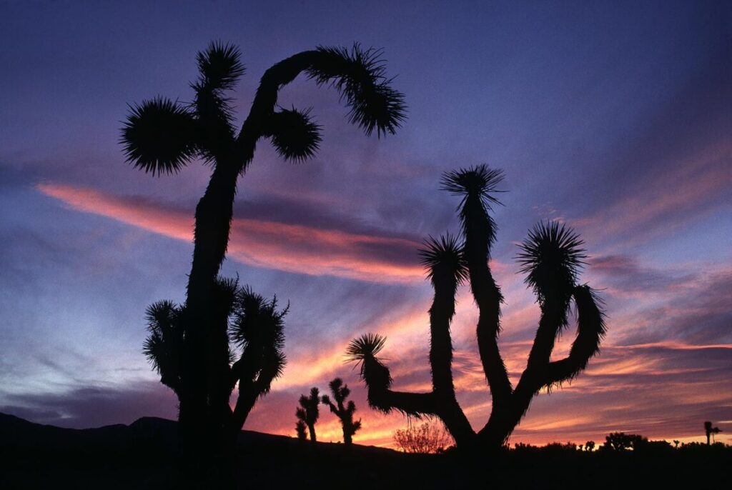 JOSHUA TREES are silhouetted by a magnificent sunset - JOSHUA TREE NATIONAL MONUMENT, CALIFORNIA