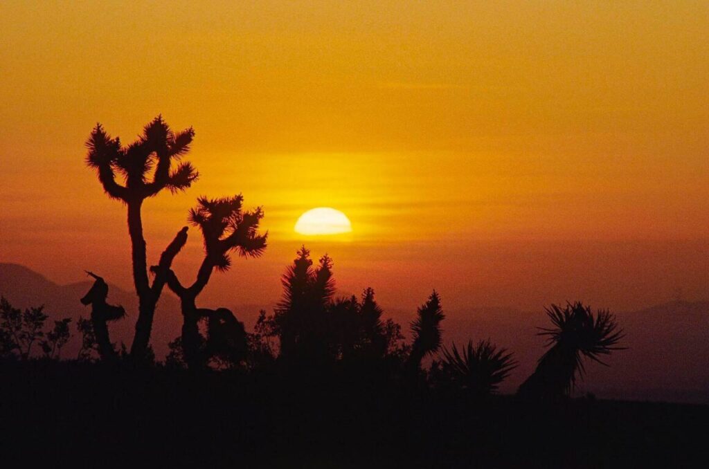 JOSHUA TREES are silhouetted by a magnificent sunset - JOSHUA TREE NATIONAL MONUMENT, CALIFORNI