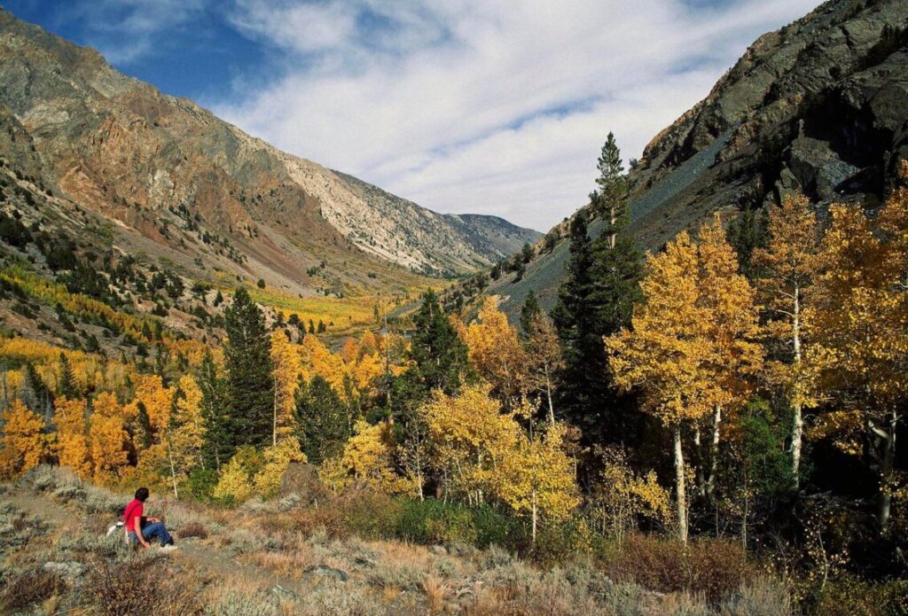 JIM STROUP enjoys the view of QUAKING ASPEN turning golden in LUNDY CANYON - EASTERN SIERRA, CALIFORNIA